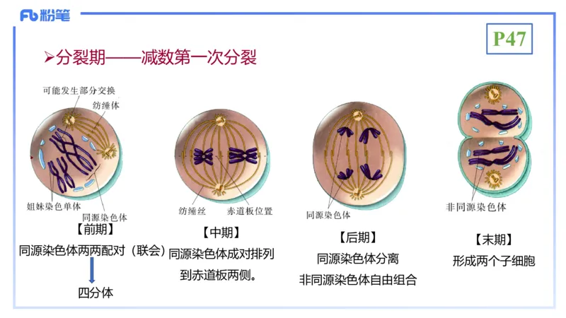 理论精讲07-细胞生物学4-拾光_4-教培资料-26年最新资料-同步更新_初中高中教资_03科三专项（进去保存报考的学科即可）_01科目三FB网课、三色速记手册、知识点导图等推荐_初中