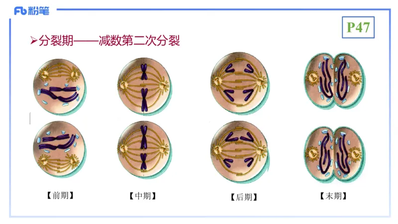 理论精讲07-细胞生物学4-拾光_4-教培资料-26年最新资料-同步更新_初中高中教资_03科三专项（进去保存报考的学科即可）_01科目三FB网课、三色速记手册、知识点导图等推荐_初中