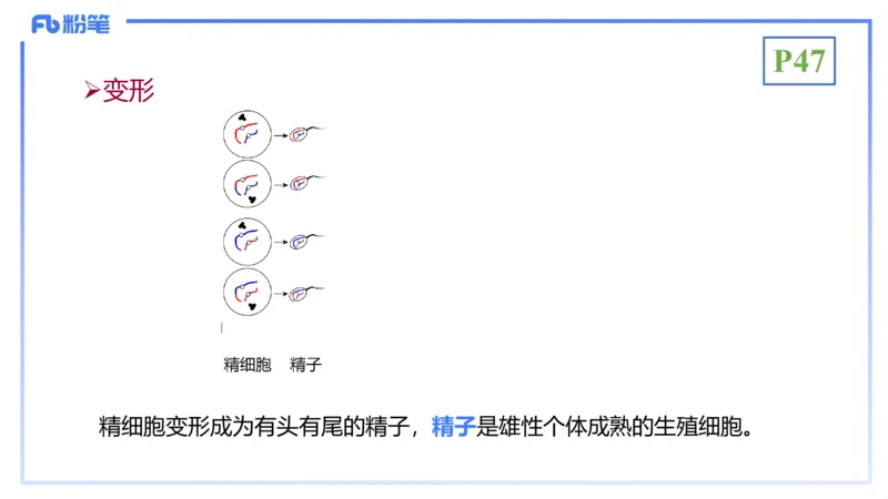 理论精讲07-细胞生物学4-拾光_4-教培资料-26年最新资料-同步更新_初中高中教资_03科三专项（进去保存报考的学科即可）_01科目三FB网课、三色速记手册、知识点导图等推荐_初中