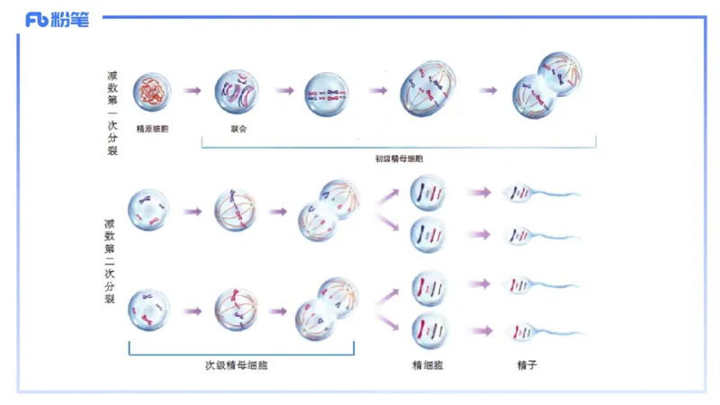理论精讲07-细胞生物学4-拾光_4-教培资料-26年最新资料-同步更新_初中高中教资_03科三专项（进去保存报考的学科即可）_01科目三FB网课、三色速记手册、知识点导图等推荐_初中