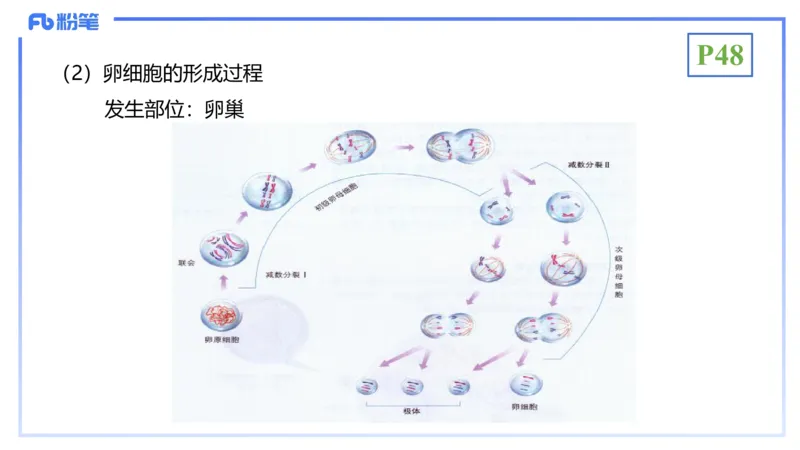 理论精讲07-细胞生物学4-拾光_4-教培资料-26年最新资料-同步更新_初中高中教资_03科三专项（进去保存报考的学科即可）_01科目三FB网课、三色速记手册、知识点导图等推荐_初中