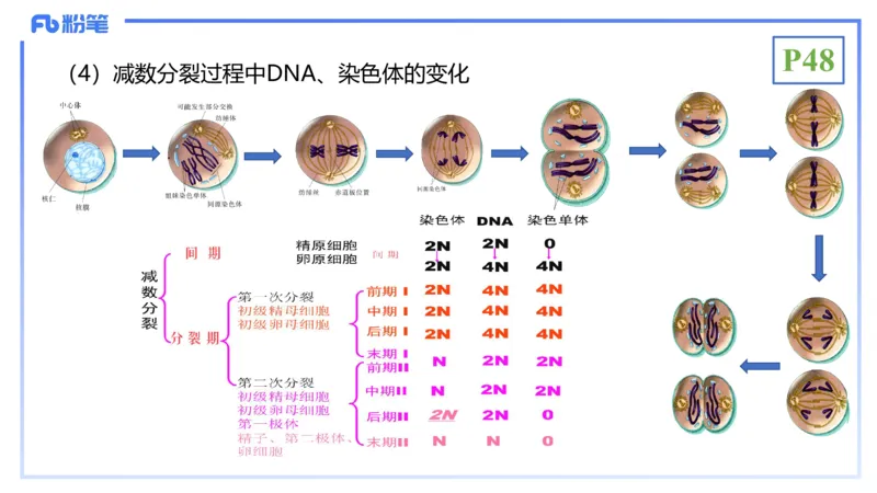 理论精讲07-细胞生物学4-拾光_4-教培资料-26年最新资料-同步更新_初中高中教资_03科三专项（进去保存报考的学科即可）_01科目三FB网课、三色速记手册、知识点导图等推荐_初中