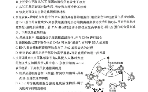 河南省2025&mdash;2026年度上学期高三年级第三次联考生物_2025年12月_251230金太阳&middot;河南省2025&mdash;2026年度上学期高三年级第三次联考（全科）