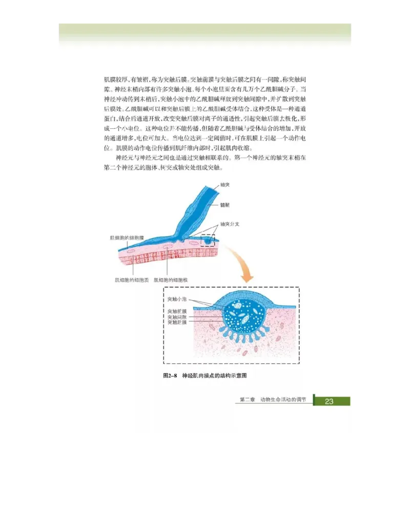 浙科版高中生物必修3《稳态与环境》电子课本_4-教培资料-26年最新资料-同步更新_初中高中教资_03科三专项（进去保存报考的学科即可）_112025高中科目（全）电子教材