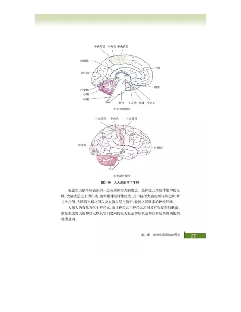 浙科版高中生物必修3《稳态与环境》电子课本_4-教培资料-26年最新资料-同步更新_初中高中教资_03科三专项（进去保存报考的学科即可）_112025高中科目（全）电子教材