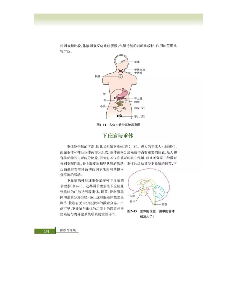 浙科版高中生物必修3《稳态与环境》电子课本_4-教培资料-26年最新资料-同步更新_初中高中教资_03科三专项（进去保存报考的学科即可）_112025高中科目（全）电子教材