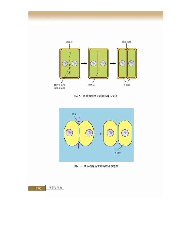 浙科版高中生物必修1《分子与细胞》电子课本_4-教培资料-26年最新资料-同步更新_初中高中教资_03科三专项（进去保存报考的学科即可）_112025高中科目（全）电子教材