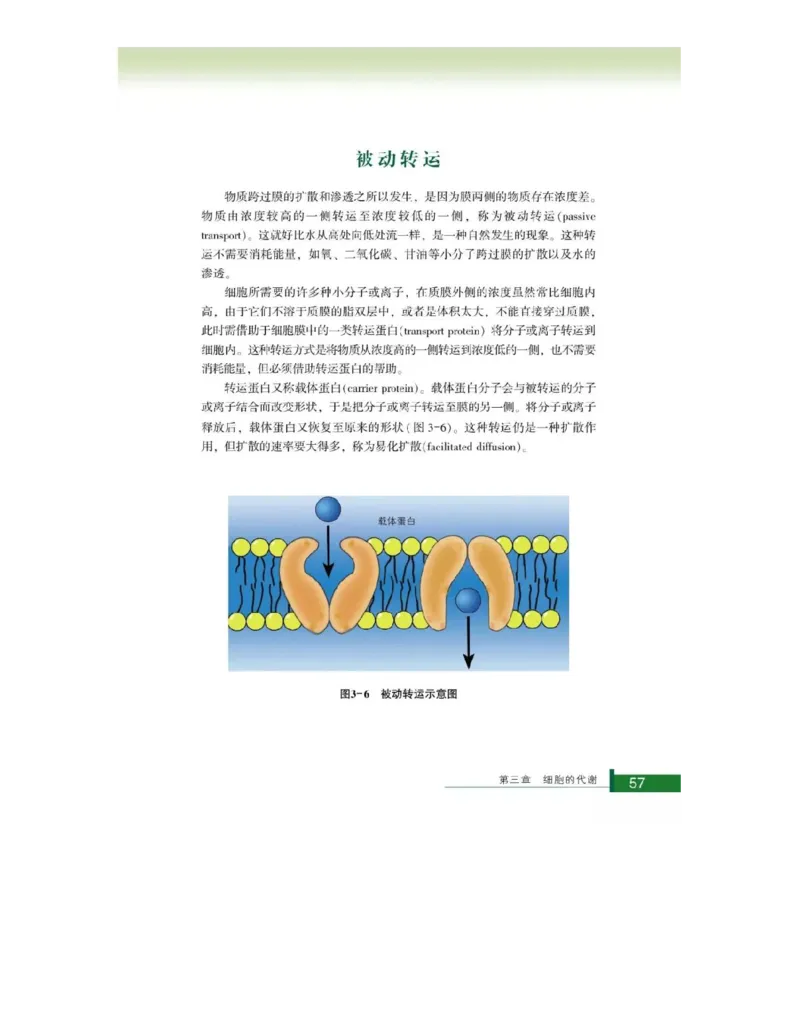 浙科版高中生物必修1《分子与细胞》电子课本_4-教培资料-26年最新资料-同步更新_初中高中教资_03科三专项（进去保存报考的学科即可）_112025高中科目（全）电子教材