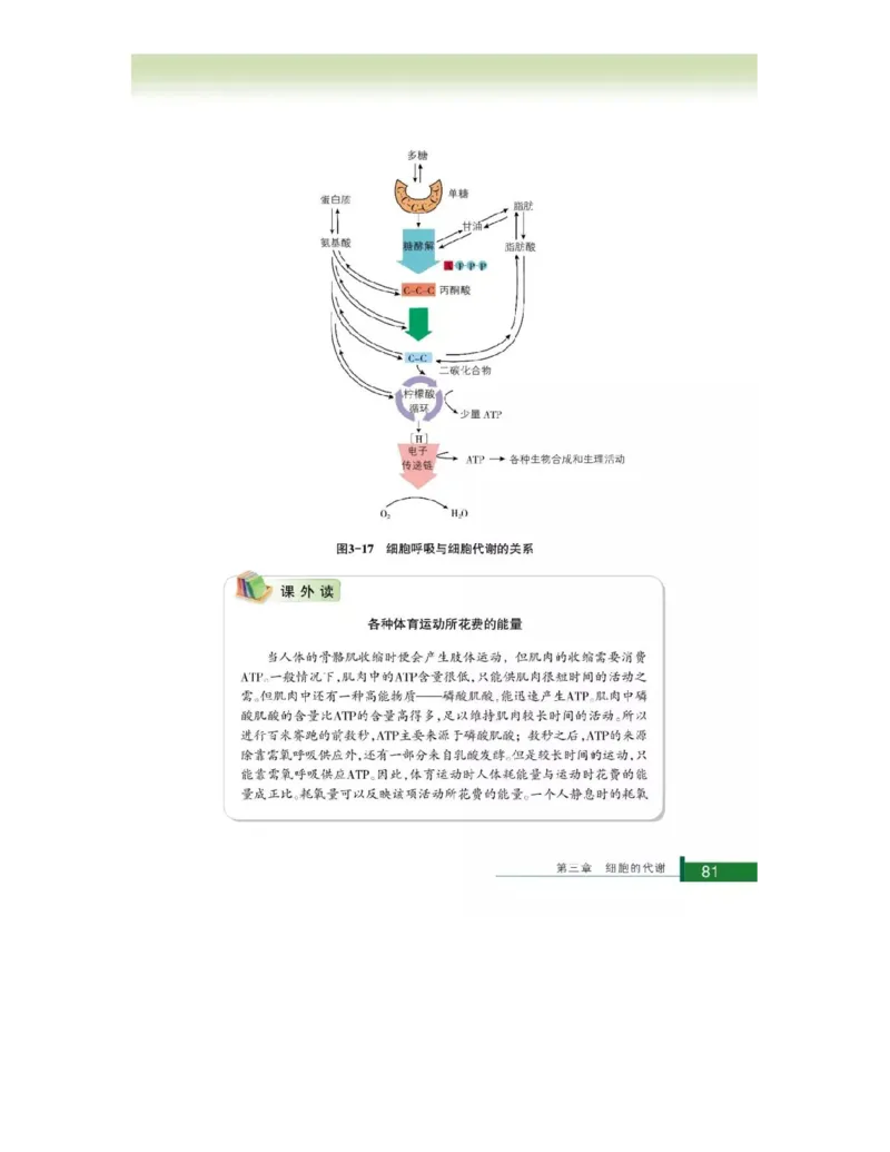 浙科版高中生物必修1《分子与细胞》电子课本_4-教培资料-26年最新资料-同步更新_初中高中教资_03科三专项（进去保存报考的学科即可）_112025高中科目（全）电子教材