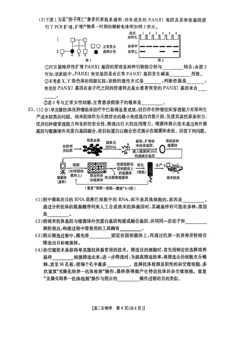 湖南省衡阳市2024-2025学年高二下学期7月期末考试生物试卷（含答案）_2025年7月_250713湖南省衡阳市2024-2025学年高二下学期7月期末考试（全科）