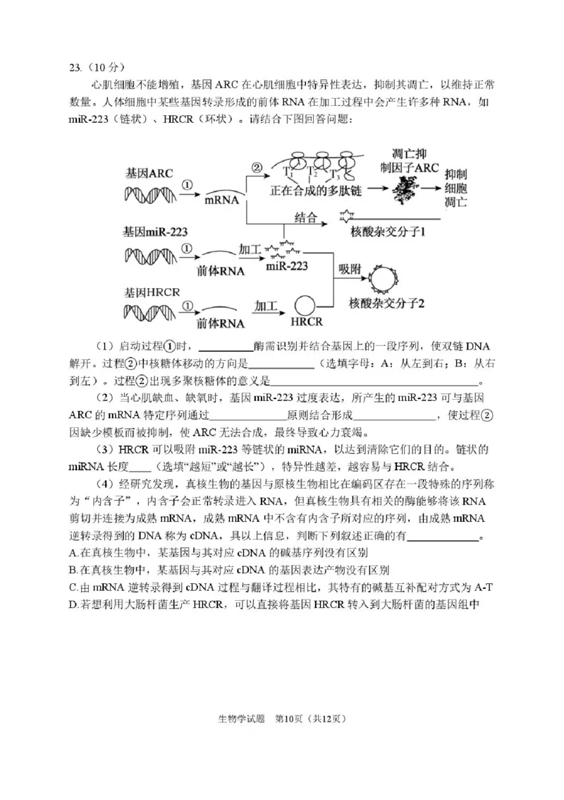 2026届哈尔滨第三中学高三上学期期中考试生物（含答案）_251102黑龙江省哈尔滨第三中学2026届高三上学期期中考试（全科）