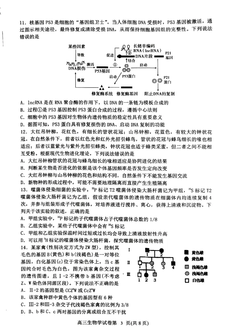 丹东市2023-2024上学期期末高三生物试题_2024届辽宁省丹东市高三上学期期末教学质量监测_辽宁省丹东市2024届高三上学期期末教学质量监测生物_生物