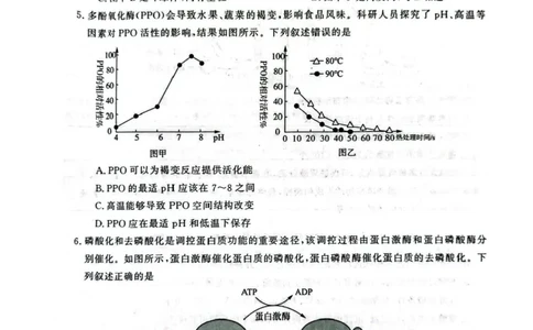 河南省开封市2024-2025学年高二下学期期末调研考试生物试卷+答案_2025年7月_250708河南省开封市2024-2025学年高二下学期期末调研考试（全科）