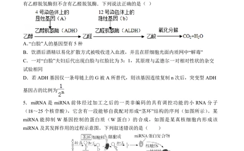石家庄实验中学2026届高三年级第一学期期中考试生物_251103石家庄实验中学2026届高三年级第一学期期中考试（全科）