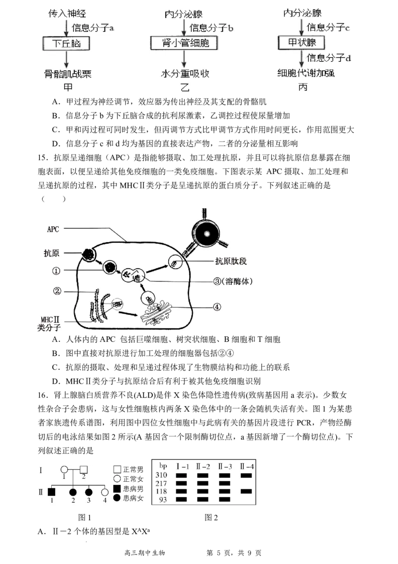 石家庄实验中学2026届高三年级第一学期期中考试生物_251103石家庄实验中学2026届高三年级第一学期期中考试（全科）