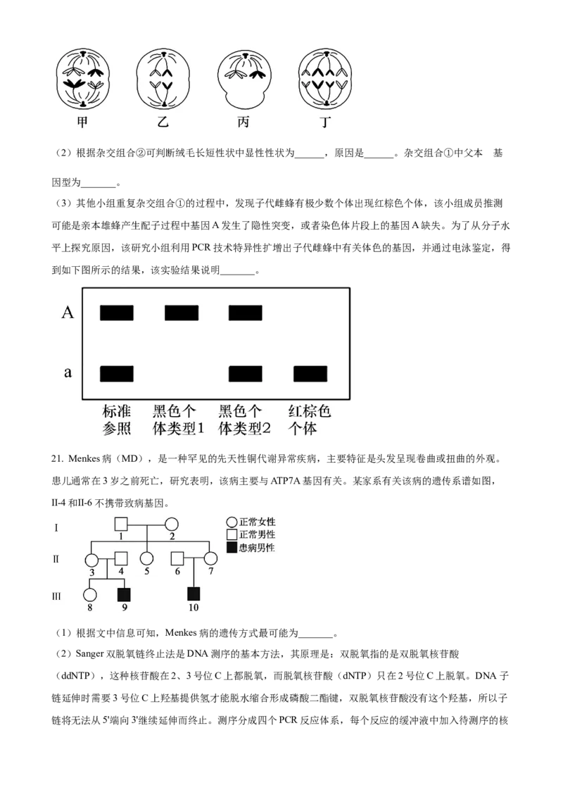 湖南省衡阳市雁峰区衡阳市第八中学2025-2026学年高三上学期11月期中生物试题（原卷版）_2025年11月_251112湖南省衡阳市第八中学2026届高三上学期期中考试（全科）