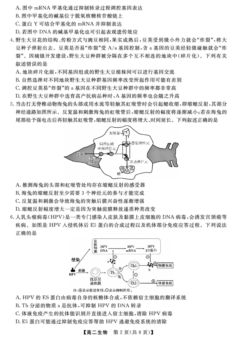 金科&middot;新未来7月3-4日高二联考-生物_2025年7月_250707河南省金科&middot;新未来2024-2025学年高二下学期期末联考考试（全科）_金科&middot;新未来7月3-4日高二联考试题