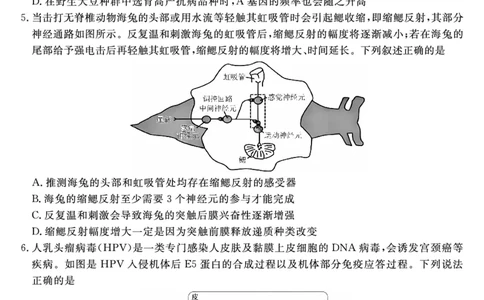 金科&middot;新未来7月3-4日高二联考-生物_2025年7月_250707河南省金科&middot;新未来2024-2025学年高二下学期期末联考考试（全科）_金科&middot;新未来7月3-4日高二联考试题