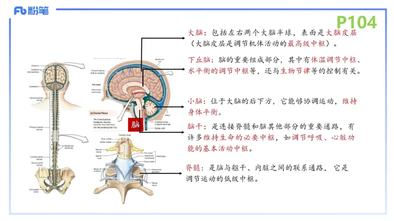 理论精讲14-动物学4-拾光_4-教培资料-26年最新资料-同步更新_初中高中教资_03科三专项（进去保存报考的学科即可）_01科目三FB网课、三色速记手册、知识点导图等推荐_初中