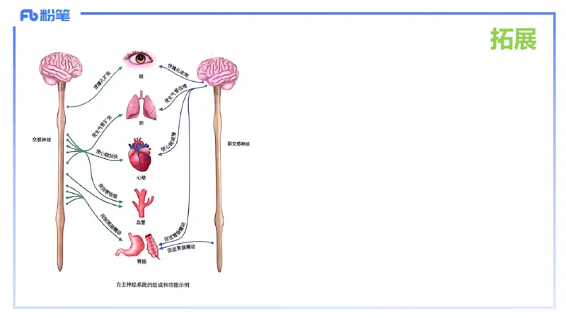 理论精讲14-动物学4-拾光_4-教培资料-26年最新资料-同步更新_初中高中教资_03科三专项（进去保存报考的学科即可）_01科目三FB网课、三色速记手册、知识点导图等推荐_初中