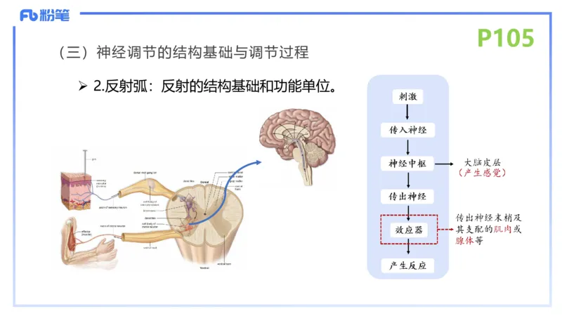 理论精讲14-动物学4-拾光_4-教培资料-26年最新资料-同步更新_初中高中教资_03科三专项（进去保存报考的学科即可）_01科目三FB网课、三色速记手册、知识点导图等推荐_初中