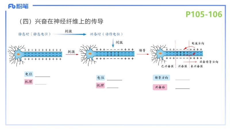 理论精讲14-动物学4-拾光_4-教培资料-26年最新资料-同步更新_初中高中教资_03科三专项（进去保存报考的学科即可）_01科目三FB网课、三色速记手册、知识点导图等推荐_初中