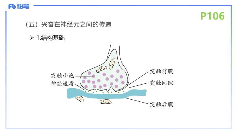 理论精讲14-动物学4-拾光_4-教培资料-26年最新资料-同步更新_初中高中教资_03科三专项（进去保存报考的学科即可）_01科目三FB网课、三色速记手册、知识点导图等推荐_初中