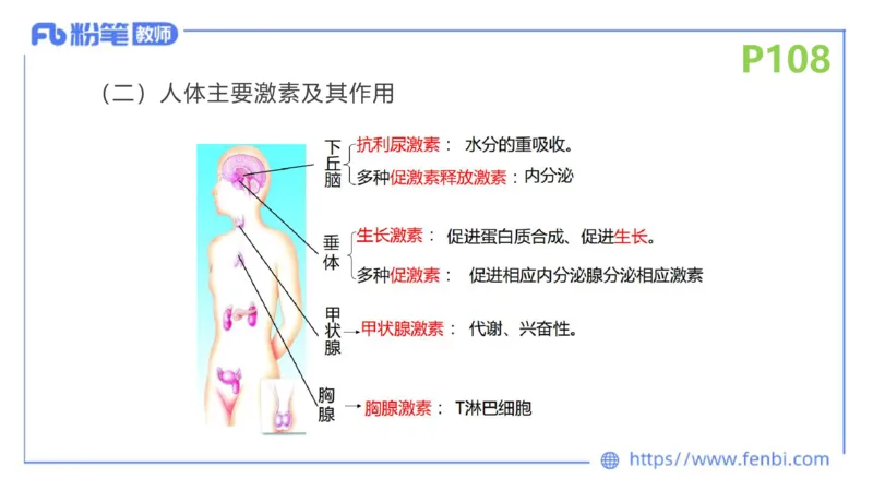 理论精讲14-动物学4-拾光_4-教培资料-26年最新资料-同步更新_初中高中教资_03科三专项（进去保存报考的学科即可）_01科目三FB网课、三色速记手册、知识点导图等推荐_初中