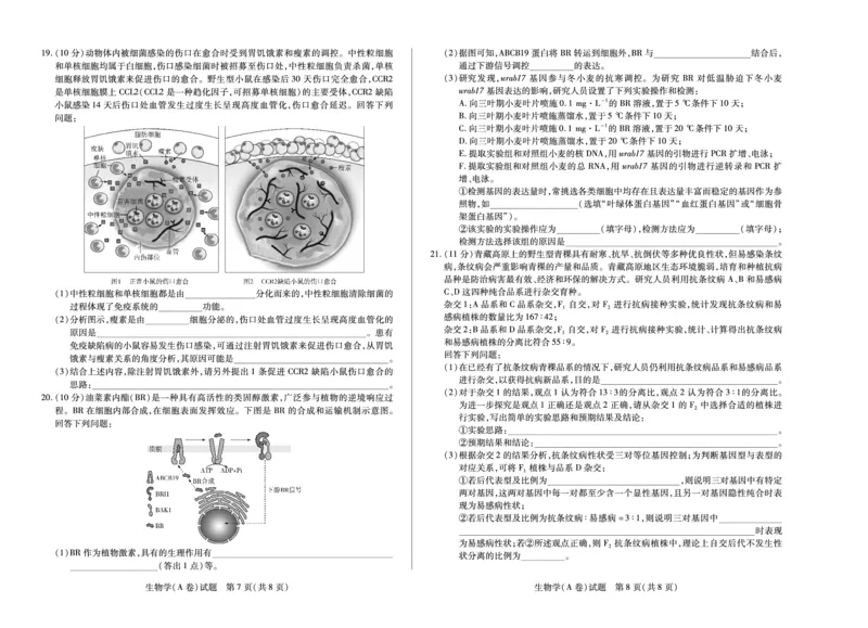 生物学A卷天一大联考&middot;河南省2025-2026学年（上）高三年级顶尖计划（二）_2025年12月_251211河南省、陕西甘肃省2025-2026学年（上）高三年级顶尖计划（二）（全科）