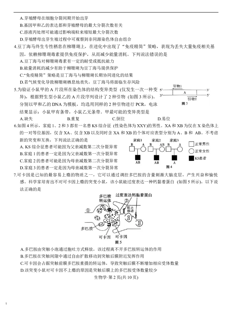 生物学试卷_2025年12月_251220重庆市重庆八中2026届高三12月高考适应性月考卷（四）（全科）_重庆市第八中学校2025-2026学年高三上学期12月月考生物试题（含答案）
