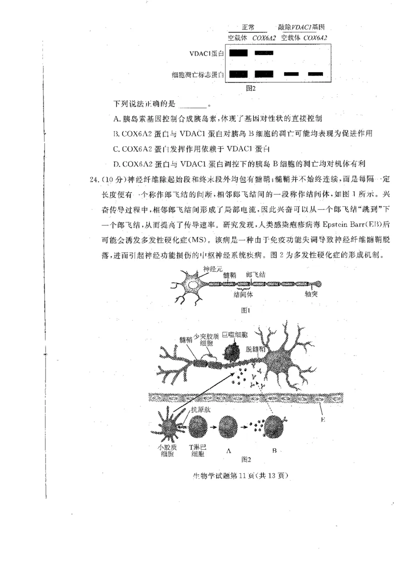 辽宁省名校联盟2025-2026学年高三上学期12月月考生物试题+答案_2025年12月_251209辽宁名校联盟2026届高三上学期12月联考