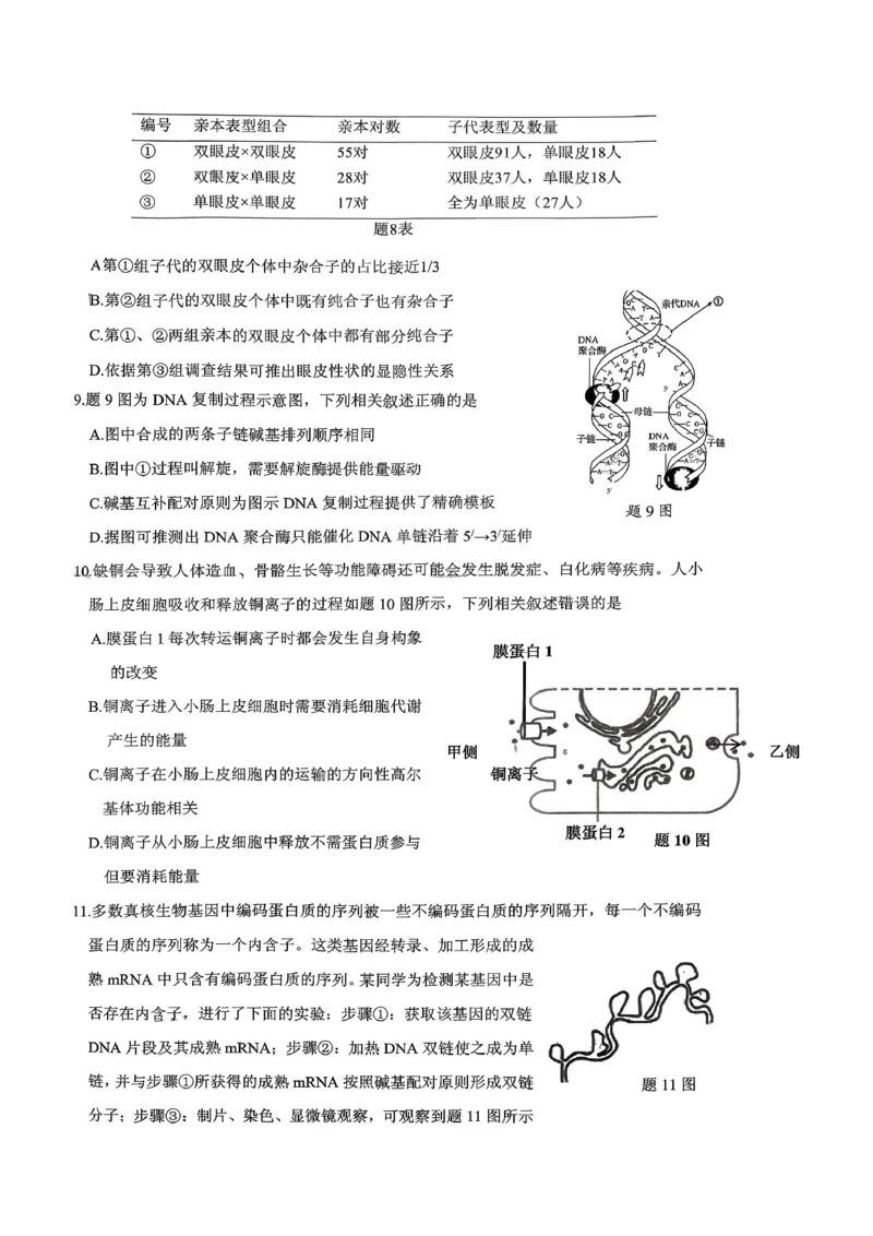 稳昇高教育2025-2026学年（上）高2026届12月联考生物_2025年12月_251213重庆大一联盟&middot;稳昇高教育2025-2026学年（上）高2026届12月联考（全科）