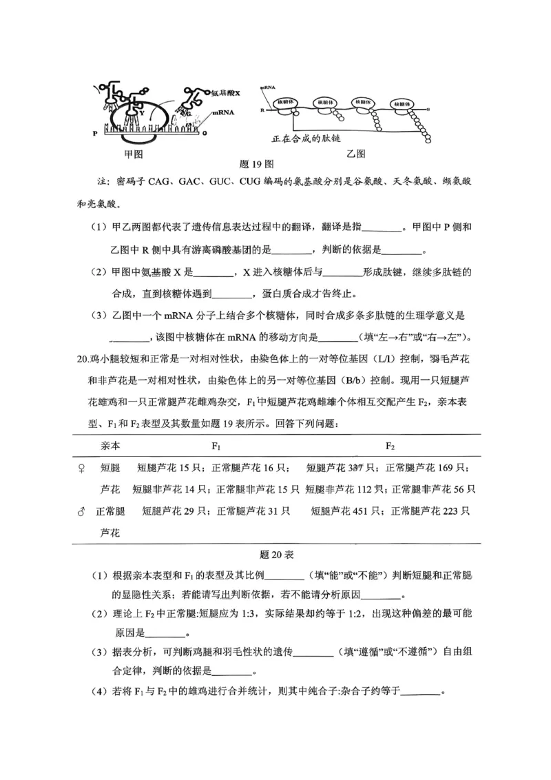 稳昇高教育2025-2026学年（上）高2026届12月联考生物_2025年12月_251213重庆大一联盟&middot;稳昇高教育2025-2026学年（上）高2026届12月联考（全科）