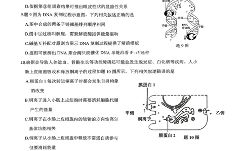 稳昇高教育2025-2026学年（上）高2026届12月联考生物_2025年12月_251213重庆大一联盟&middot;稳昇高教育2025-2026学年（上）高2026届12月联考（全科）