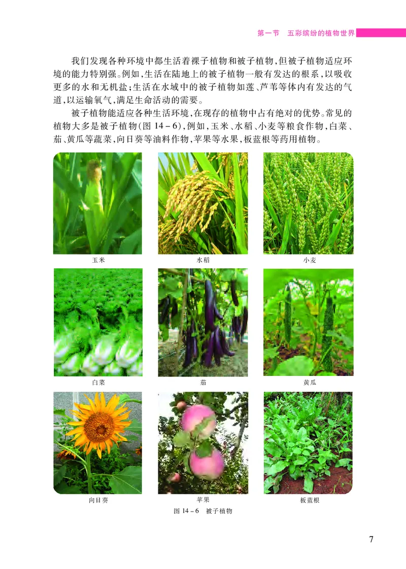 苏教版8年级生物上册高清教材_4-教培资料-26年最新资料-同步更新_初中高中教资_03科三专项（进去保存报考的学科即可）_02科三专项（笔记真题思维导图教学设计版本二）