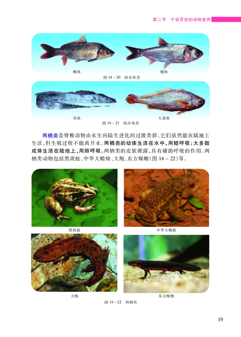 苏教版8年级生物上册高清教材_4-教培资料-26年最新资料-同步更新_初中高中教资_03科三专项（进去保存报考的学科即可）_02科三专项（笔记真题思维导图教学设计版本二）