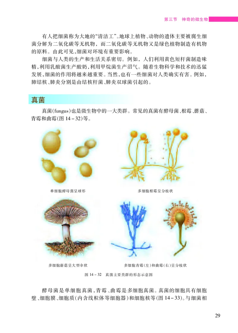苏教版8年级生物上册高清教材_4-教培资料-26年最新资料-同步更新_初中高中教资_03科三专项（进去保存报考的学科即可）_02科三专项（笔记真题思维导图教学设计版本二）