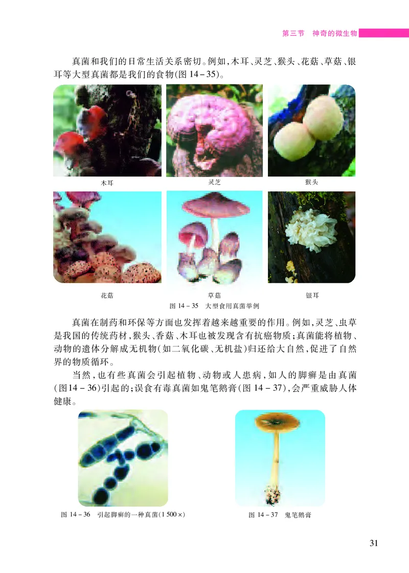 苏教版8年级生物上册高清教材_4-教培资料-26年最新资料-同步更新_初中高中教资_03科三专项（进去保存报考的学科即可）_02科三专项（笔记真题思维导图教学设计版本二）