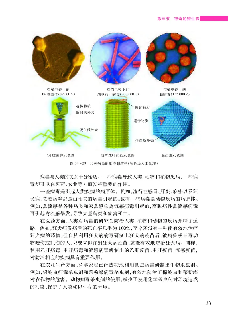 苏教版8年级生物上册高清教材_4-教培资料-26年最新资料-同步更新_初中高中教资_03科三专项（进去保存报考的学科即可）_02科三专项（笔记真题思维导图教学设计版本二）