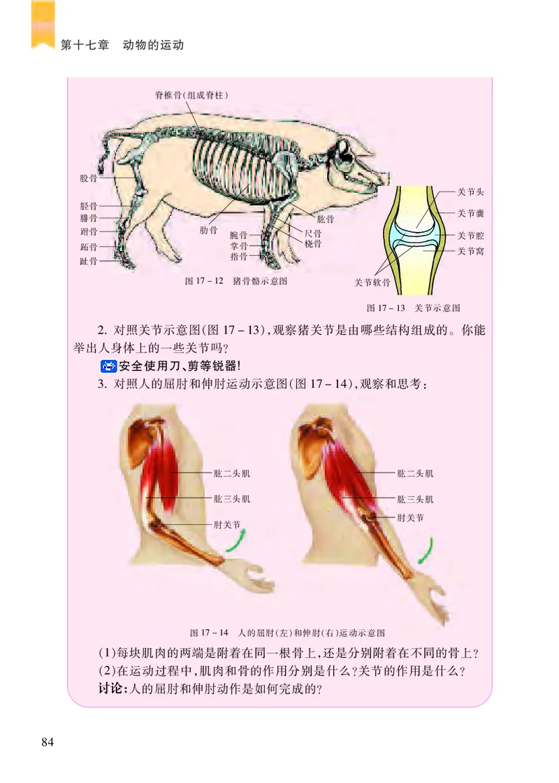 苏教版8年级生物上册高清教材_4-教培资料-26年最新资料-同步更新_初中高中教资_03科三专项（进去保存报考的学科即可）_02科三专项（笔记真题思维导图教学设计版本二）