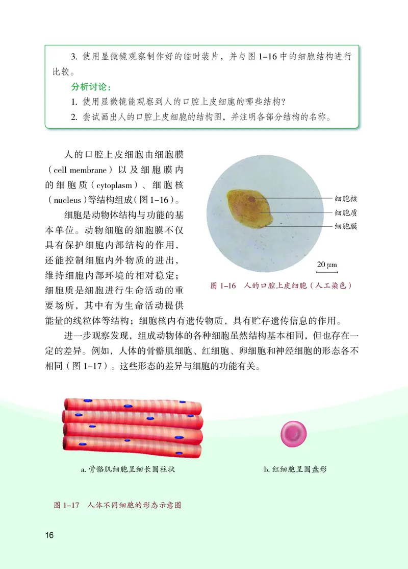 苏教版7年级生物上册高清教材_4-教培资料-26年最新资料-同步更新_初中高中教资_03科三专项（进去保存报考的学科即可）_02科三专项（笔记真题思维导图教学设计版本二）