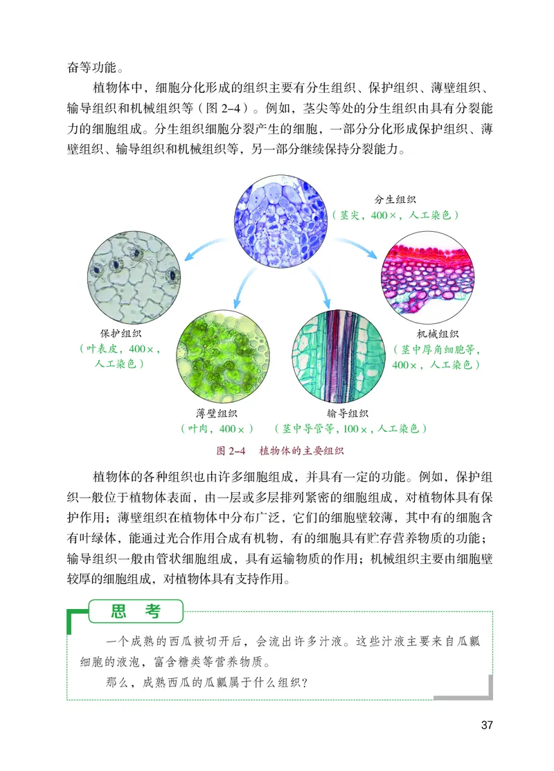 苏教版7年级生物上册高清教材_4-教培资料-26年最新资料-同步更新_初中高中教资_03科三专项（进去保存报考的学科即可）_02科三专项（笔记真题思维导图教学设计版本二）