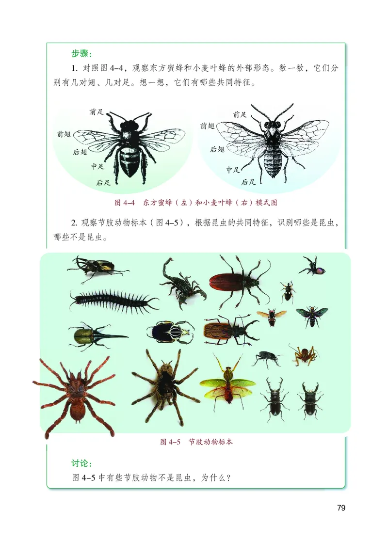 苏教版7年级生物上册高清教材_4-教培资料-26年最新资料-同步更新_初中高中教资_03科三专项（进去保存报考的学科即可）_02科三专项（笔记真题思维导图教学设计版本二）
