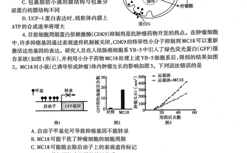山东省泰安市2023&mdash;2024学年高三上学期期末考试生物试题_2024届山东省泰安市高三上学期期末考试_山东省泰安市2024届高三上学期期末考试生物_新建文件夹(2)