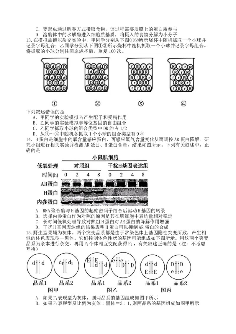 龙东高三生物学12月模拟试卷成稿_2025年12月_251211黑龙江省龙东十校联盟2026届高三上学期12月月考（全科）_黑龙江省龙东十校联盟2025-2026学年高三上学期12月月考生物试题（含答案）