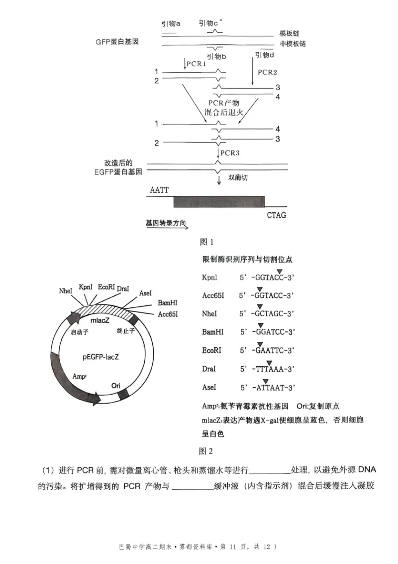 生物+答案-重庆市巴蜀中学教育集团2026届高二（下）期末考试_2025年7月_250702重庆市巴蜀中学教育集团高2026届高二下期末考试