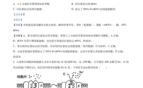 精品解析：广东省深圳市罗湖区2023-2024学年高三1月期末生物试题（解析版）_2024届广东省深圳市罗湖区高三上学期期末质量监测_广东省深圳市罗湖区2024届高三上学期期末质量监测生物