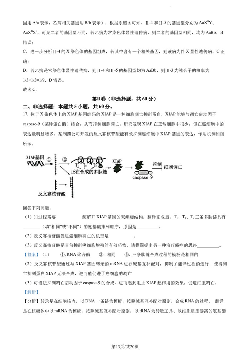 精品解析：广东省东莞市2023-2024学年高三上学期期末生物试题（解析版）_2024年1月_01每日更新_22号_2024届广东省东莞市高三上学期期末考试_广东省东莞市2024届高三上学期期末考试生物