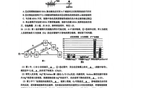 苏州九校2026届高三上学期一轮复习学情联合调研生物试卷+答案_2025年12月_251229苏州九校2026届高三上学期一轮复习学情联合调研