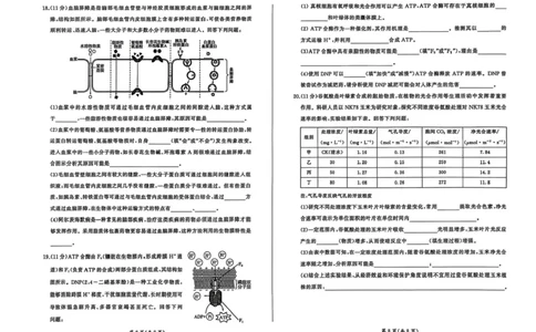 百师联盟2025-2026学年高三上学期9月调研考试生物试题（百A）_2025年10月_251001百师联盟2025-2026学年高三9月调研考试